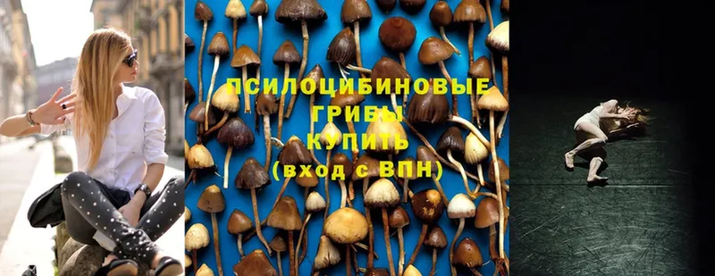 Псилоцибиновые грибы Psilocybe  Порхов 